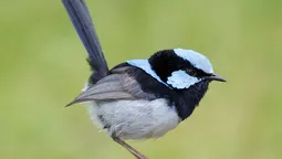 La ratonita australiana, al borde de la extinción.