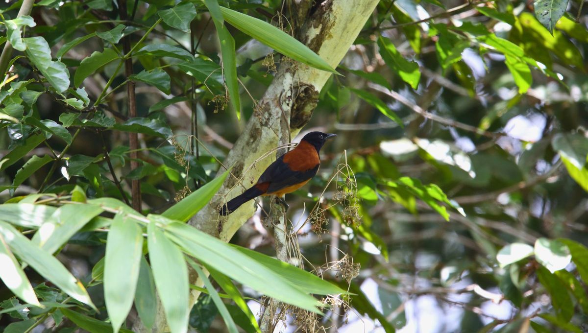 El ave más venenosa del mundo: parece inofensivo, pero su plumaje esconde una toxina mortal