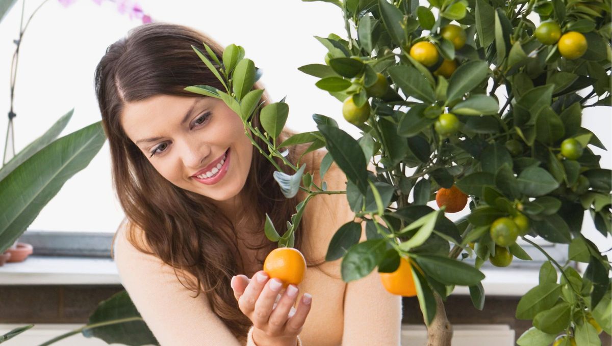 El Naranjo es un árbol frutal del género Citrus, que forma parte de la familia de las rutáceas y su significado es muy lindo. El Naranjo es un árbol frutal del género Citrus, que forma parte de la familia de las rutáceas y su significado es muy lindo.