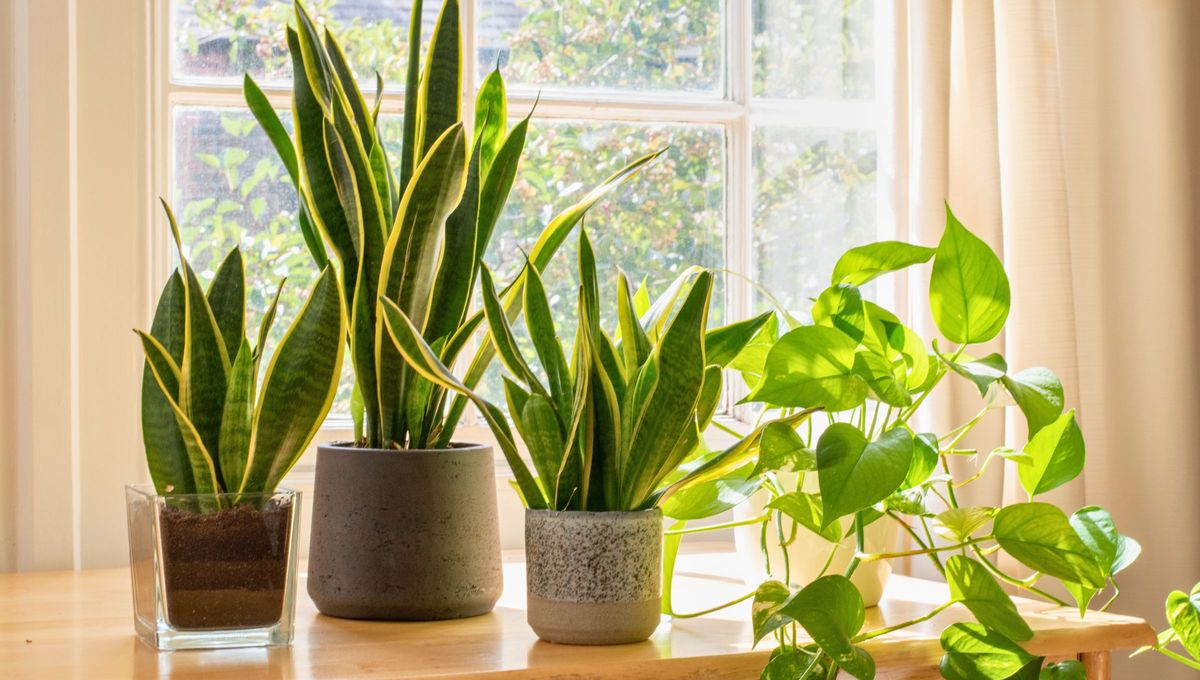 Tener demasiadas plantas de sansevieria puede provocar inestabilidad emocional porque todos sus elementos dominan en exceso, sin embargo, una bien ubicada dentro del hogar treaerá beneficios espectaculares. Fuente: Canva. Tener demasiadas plantas de sansevieria puede provocar inestabilidad emocional porque todos sus elementos dominan en exceso, sin embargo, una bien ubicada dentro del hogar treaerá beneficios espectaculares. Fuente: Canva.
