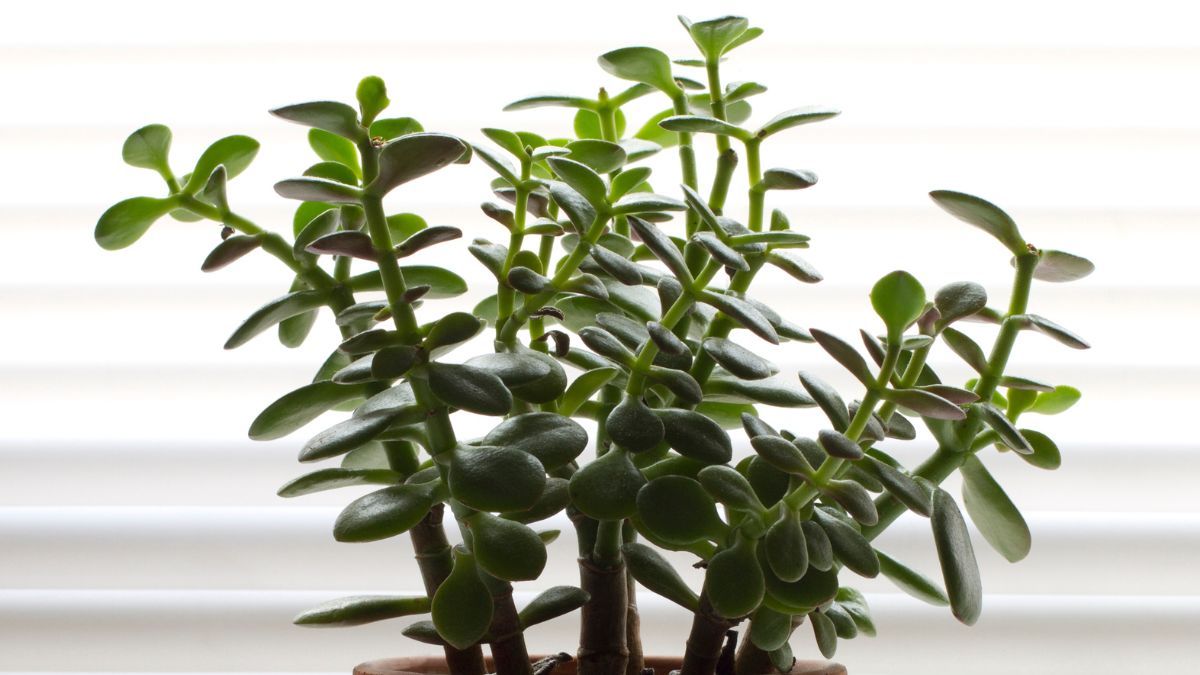 Árbol de Jade. Árbol de Jade.