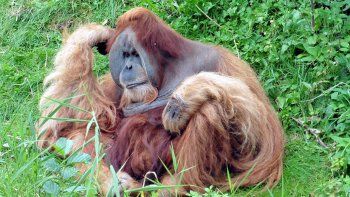 Un orangután luchó contra una excavadora para salvar su bosque