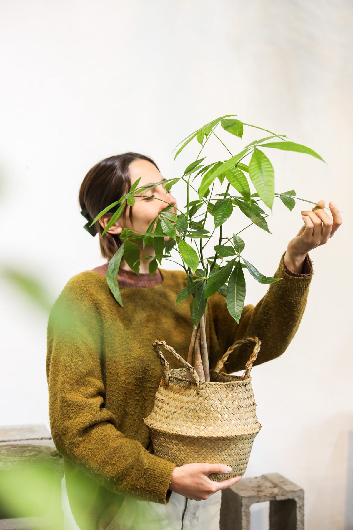 Pachira aquática. Pachira aquática.