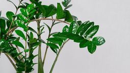 La planta que puede purificar el aire de casa, según la NASA.&nbsp;Imagen de Freepik.