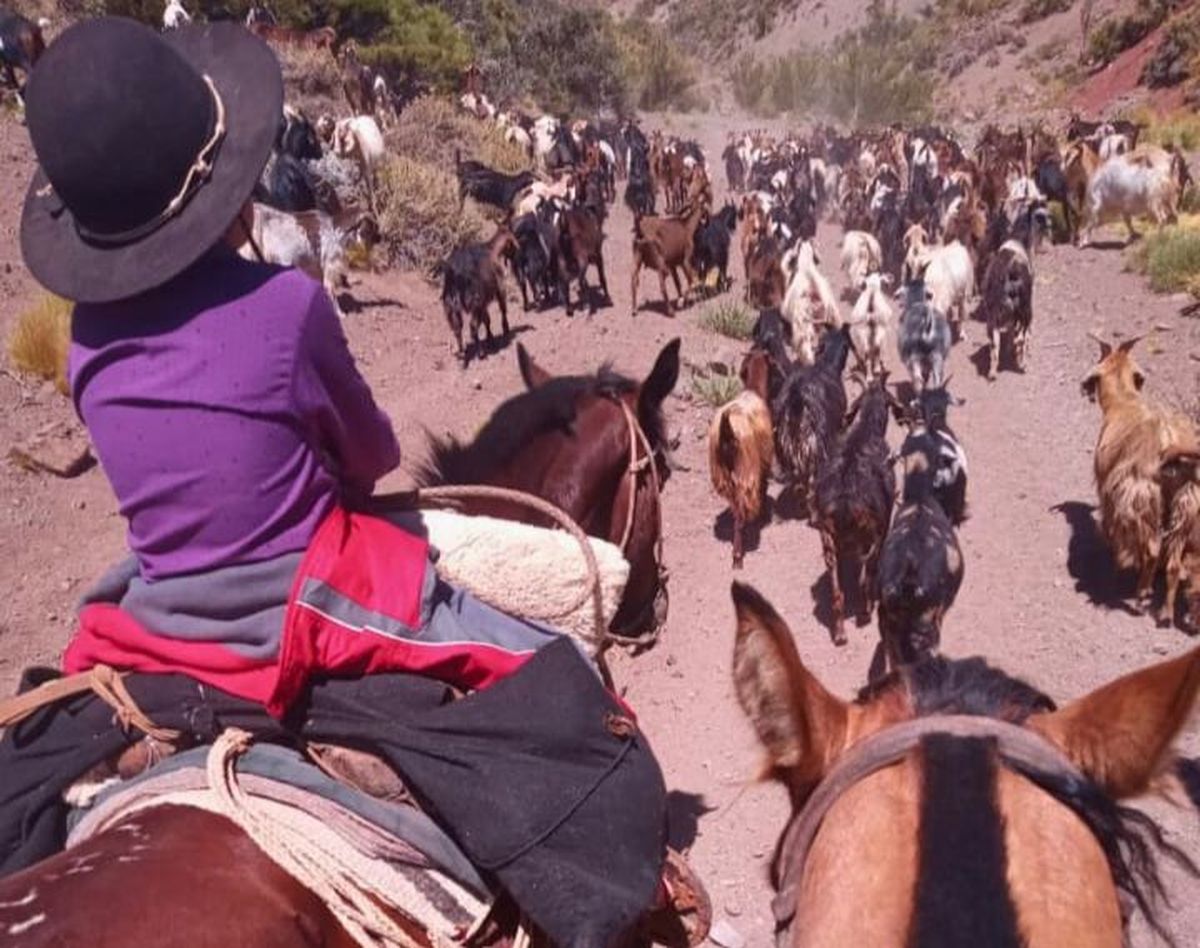 El arreo, la actividad favorita de Jesús. El arreo, la actividad favorita de Jesús.