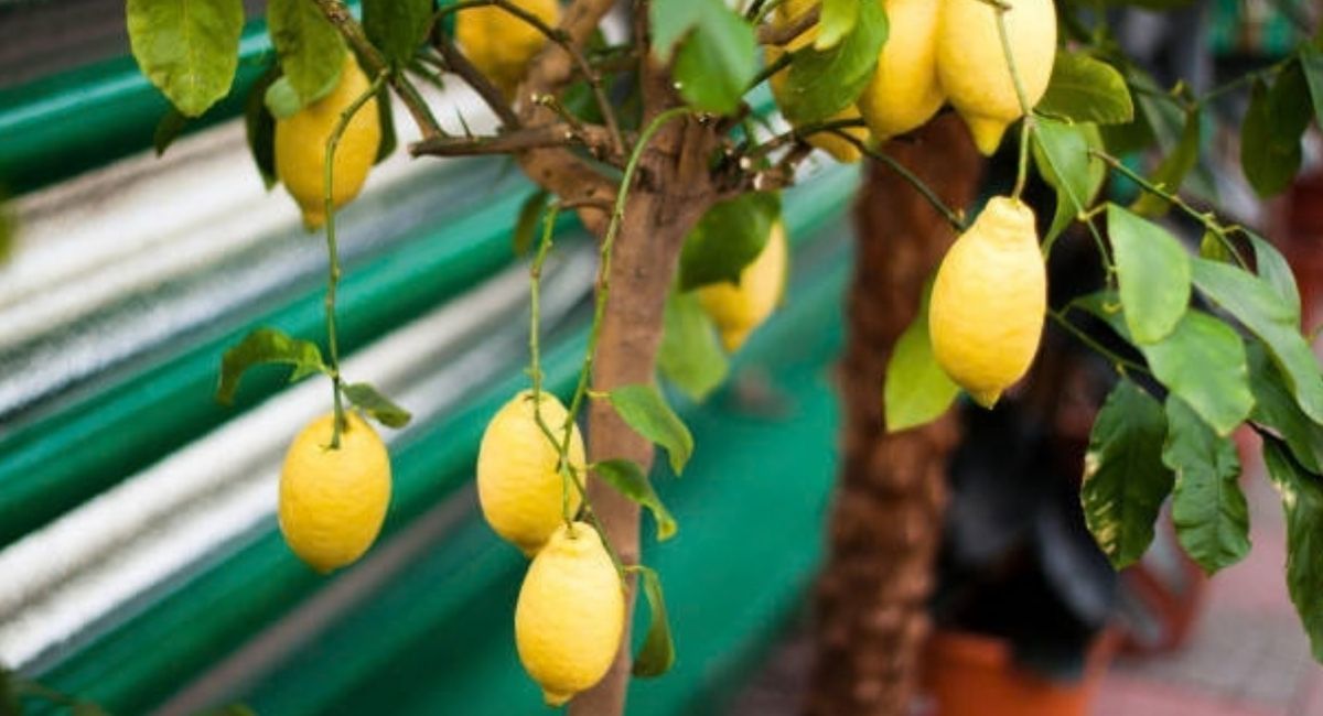 El &aacute;rbol limonero puede mantenerse con una serie de trucos caseros.&nbsp;