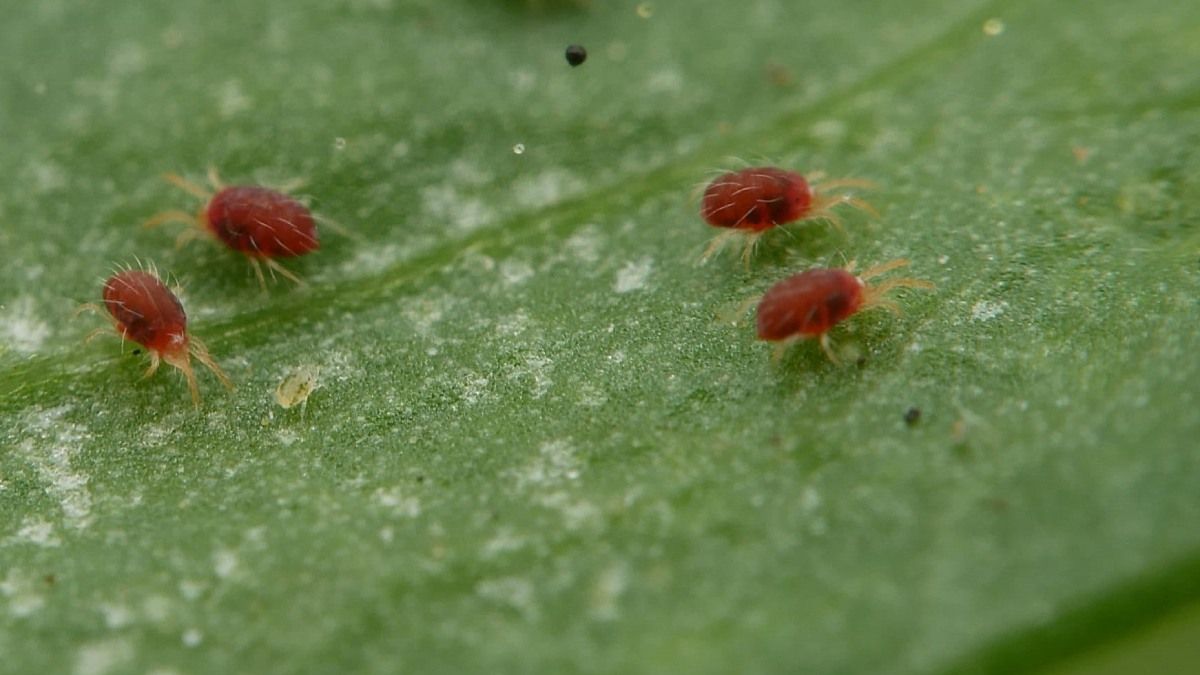 Tips de jardinería para evitar la presencia de la araña roja en las plantas
