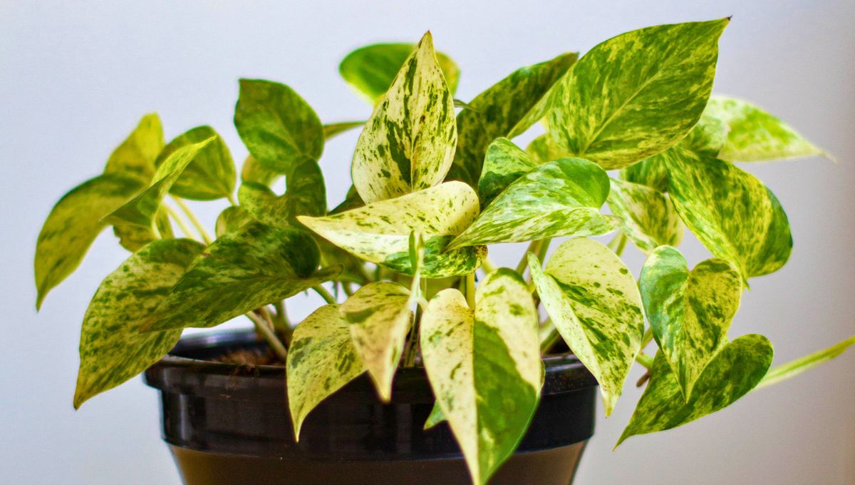 El potus es una planta ornamental de crecimiento rápido y casi imposible de matar El potus es una planta ornamental de crecimiento rápido y casi imposible de matar