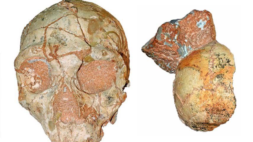Identificaron en Grecia el Homo sapiens no africano más antiguo