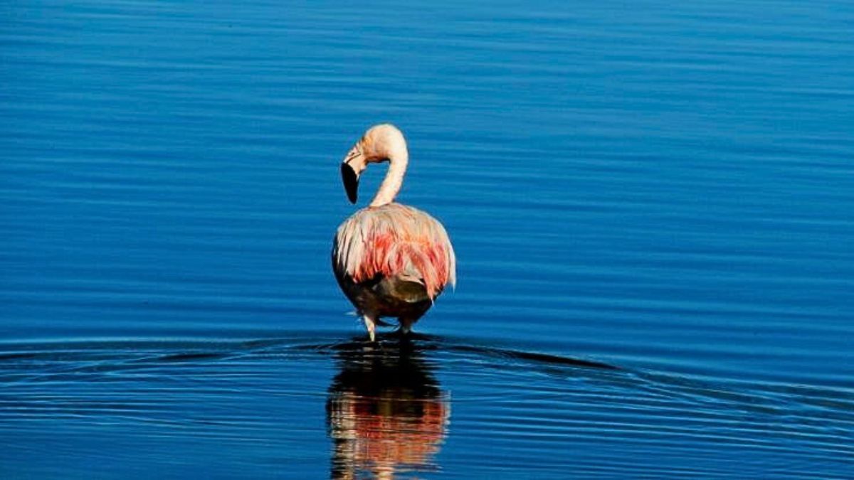 Los flamencos de Llancanelo recorren hasta 16.000 kilómetros.