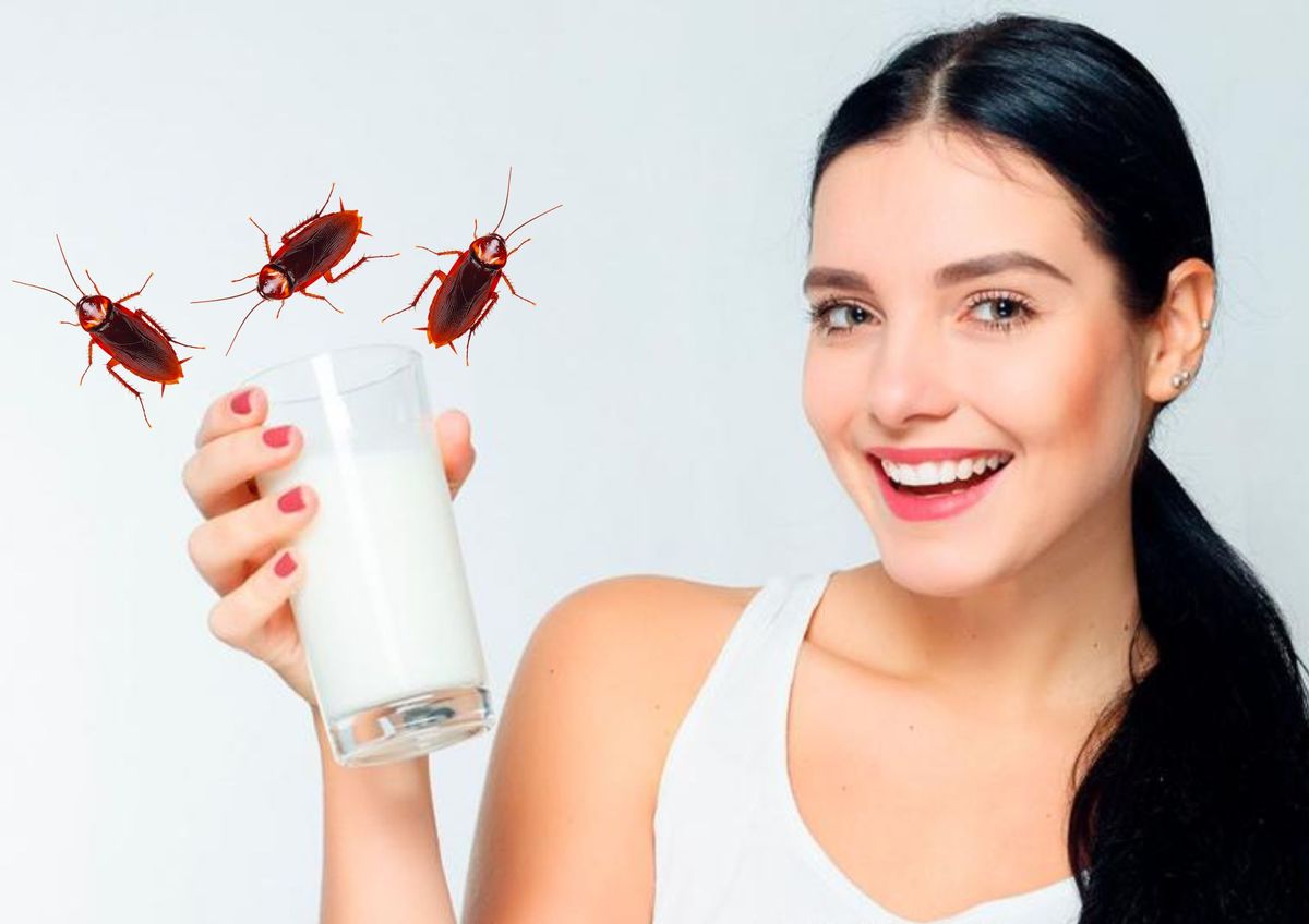Leche de cucarachas: el superalimento del futuro&nbsp;