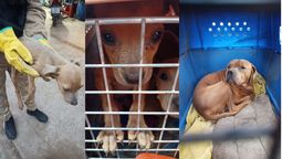Así se llevaba la Policía a los perros maltratados en Perdriel. Imagen: Prensa de Gobierno. Así se llevaba la Policía a los perros maltratados en Perdriel. Imagen: Prensa de Gobierno.