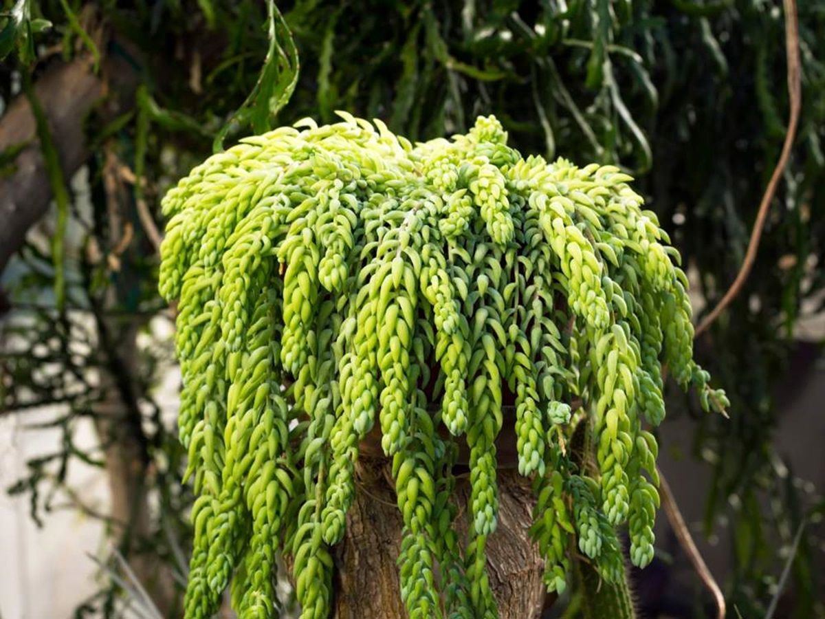 Esta planta suculenta tiene unos tallos con unas hojas carnosas que parecen trenzadas.