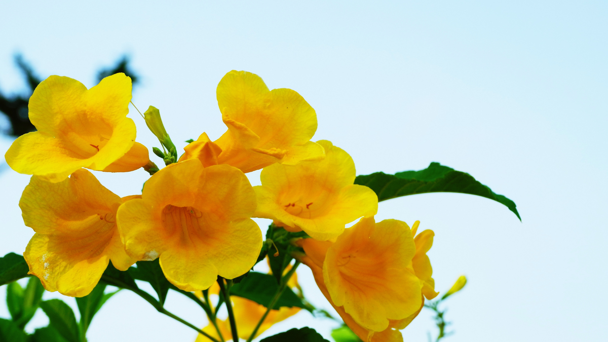 Las flores de la planta de bignonia pueden ser de color naranja, escarlata, salmón, rosa o amarillo. Imagen: Freepik Las flores de la planta de bignonia pueden ser de color naranja, escarlata, salmón, rosa o amarillo. Imagen: Freepik