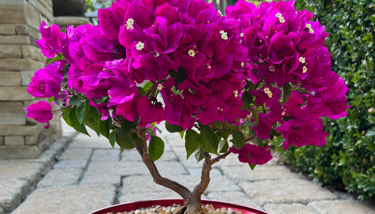 La buganvilla es una planta que tiene unas brácteas coloridas que rodean sus pequeñas flores blancas. La buganvilla es una planta que tiene unas brácteas coloridas que rodean sus pequeñas flores blancas.