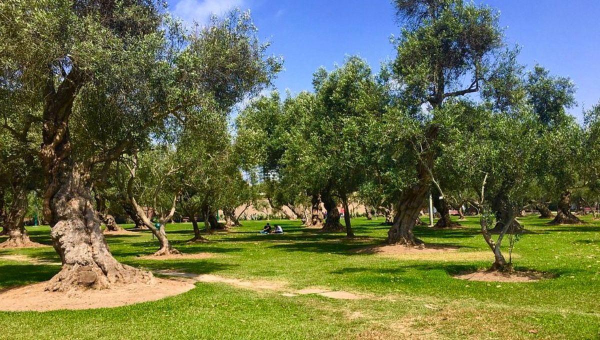 La ciudad de América del Sur que respira gracias a mil árboles de olivo plantados en el siglo XVII