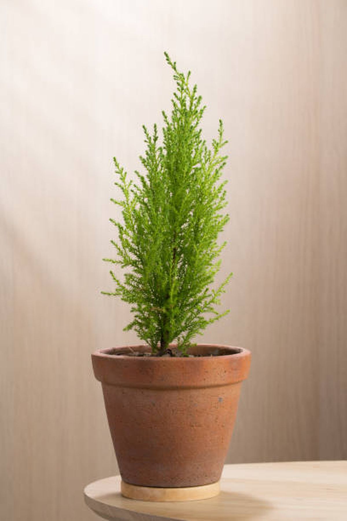 Este pequeño árbol en maceta aportará glamour y estilo a tu sala. Este pequeño árbol en maceta aportará glamour y estilo a tu sala.