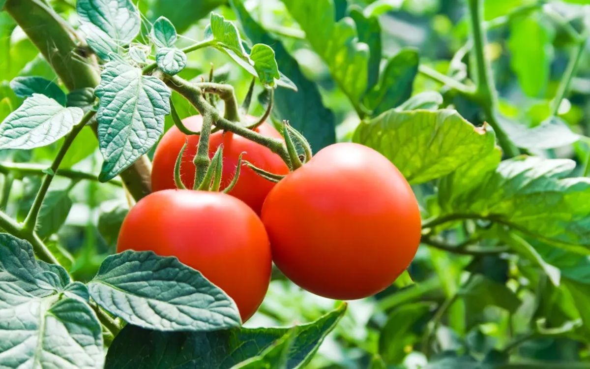 Cultiva una planta de tomates jugosos y de buen sabor. Imagen: Freepik.