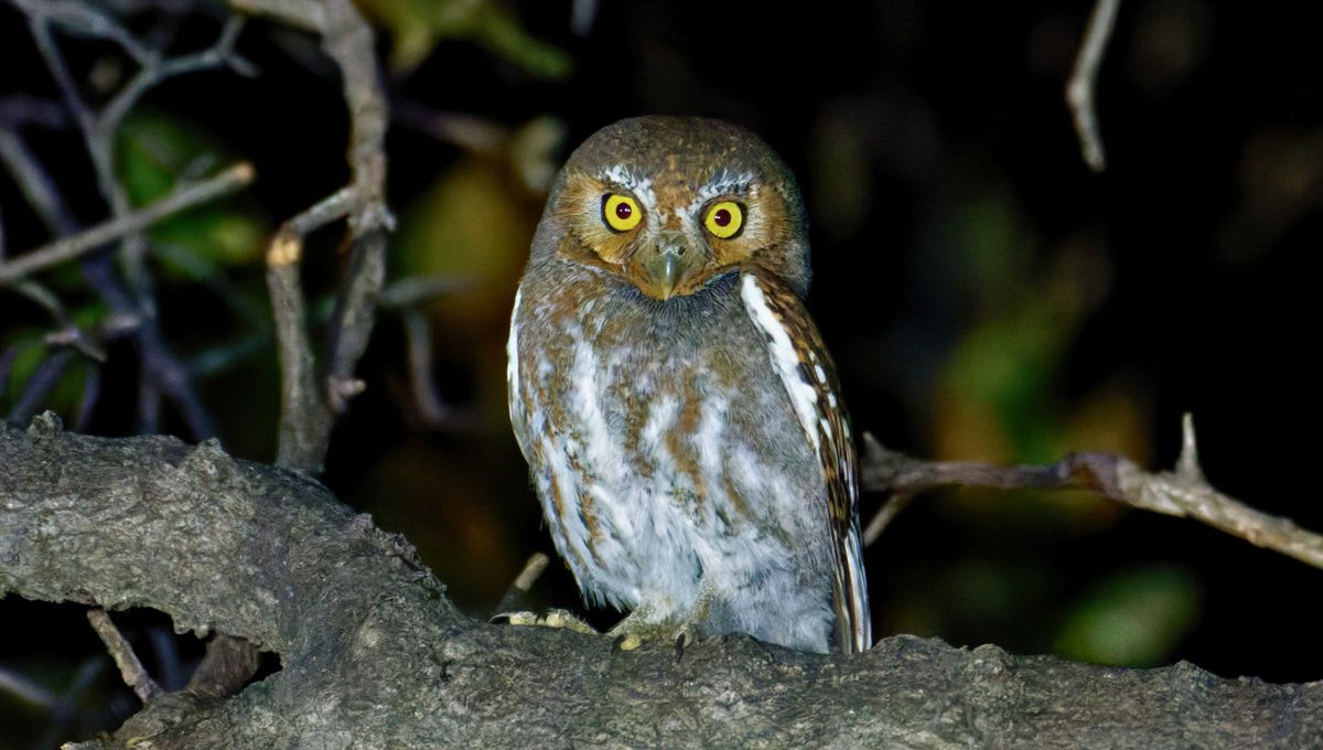 Si escuchaste lechuzas merodeando por tu casa, te contamos qué significa y por qué es bueno
