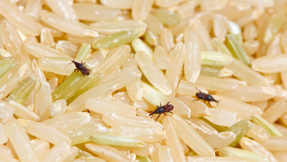 De dónde salen los gorgojos de los alimentos. De dónde salen los gorgojos de los alimentos. 