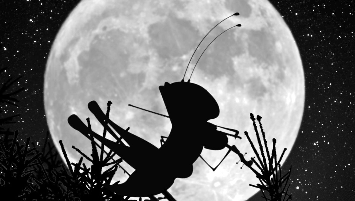 Si escuchas grillos en tu casa o jardín durante la noche, te contamos qué significa y por qué es bueno