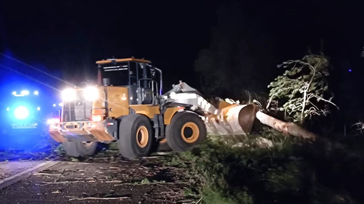 En San Carlos 35 árboles se cayeron como consecuencia del viento Zonda.