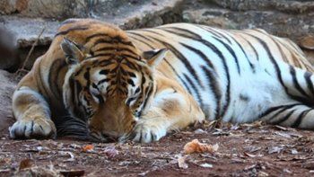 Un tigre escapó del Zoo en México e intensifican su búsqueda
