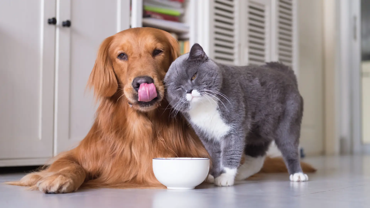 Tener perros o gatos depende de la personalidad de sus dueños. ¿Cómo elegir la mejor opción? Tener perros o gatos depende de la personalidad de sus dueños. ¿Cómo elegir la mejor opción?