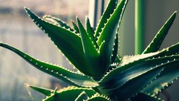 Dónde tener aloe vera para aprovechar su energía según el Feng Shui
