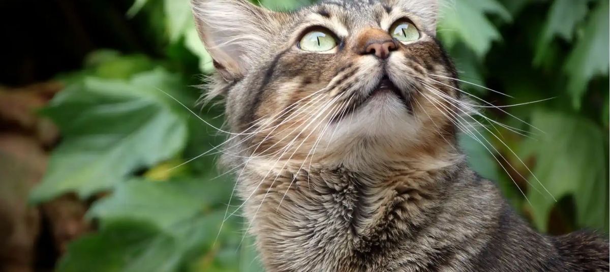 Mascotas. Qué pasa cuando tu gato te mira fijamente. Mascotas. Qué pasa cuando tu gato te mira fijamente.