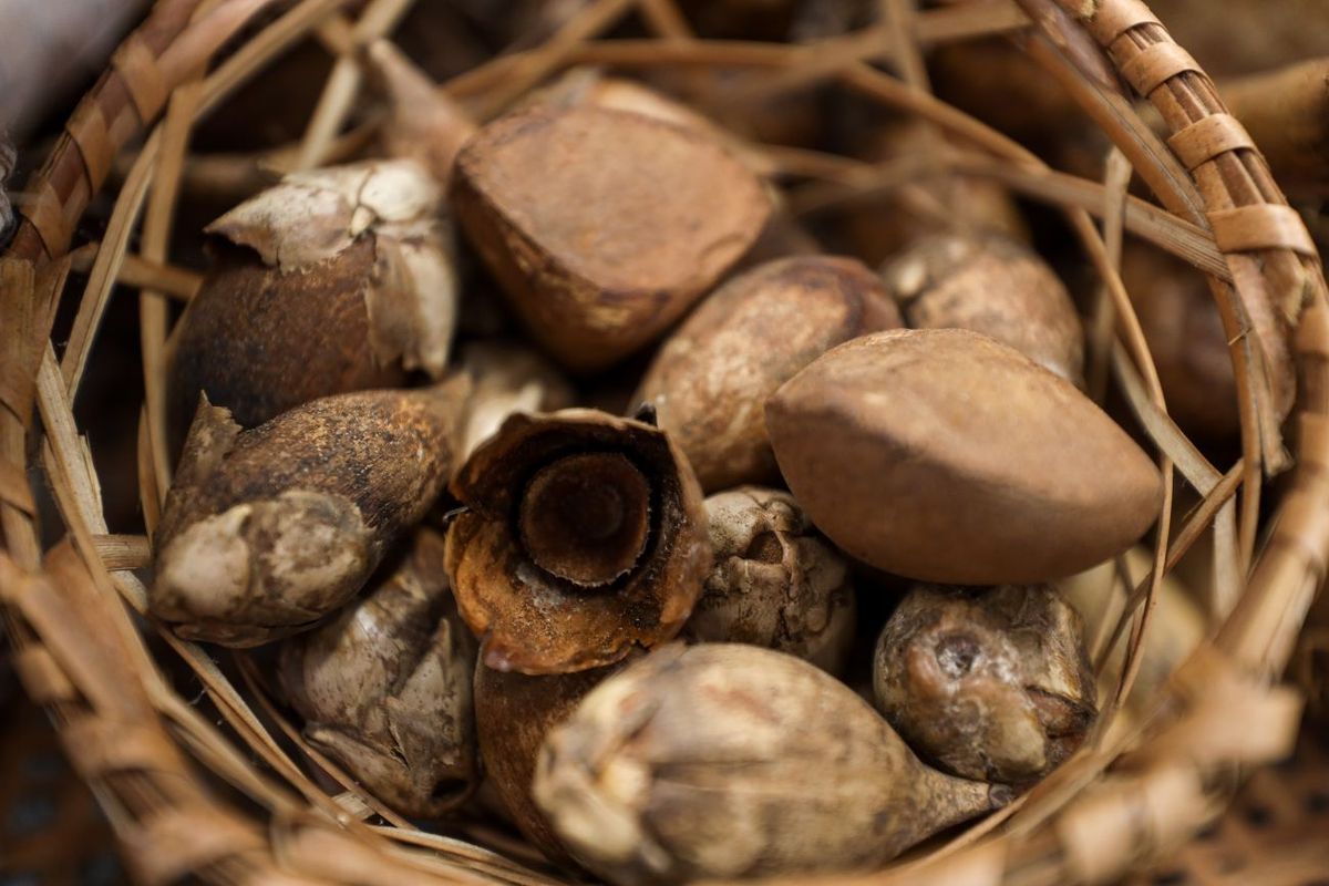 Andiroba: el secreto del Amazonas para eliminar el estrés del cuerpo. Andiroba: el secreto del Amazonas para eliminar el estrés del cuerpo.