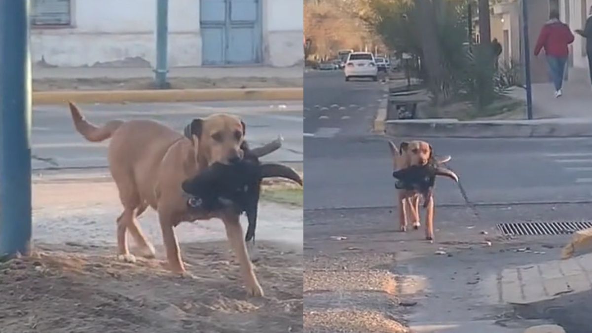 En Tiktok se volvió vira un video de un perro que llevaba una cabeza de cabra en si boca por las calles de Mendoza.