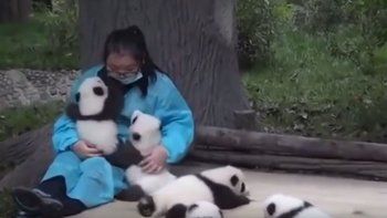 Le pagan por abrazar y cuidar de pandas