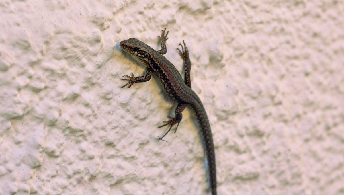 Qu&eacute; significa y qu&eacute; deber&iacute;a hacer cuando llega una lagartija a casa.&nbsp;