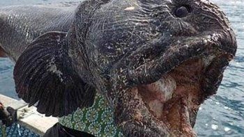 Apareció un pez mutante en Fukushima