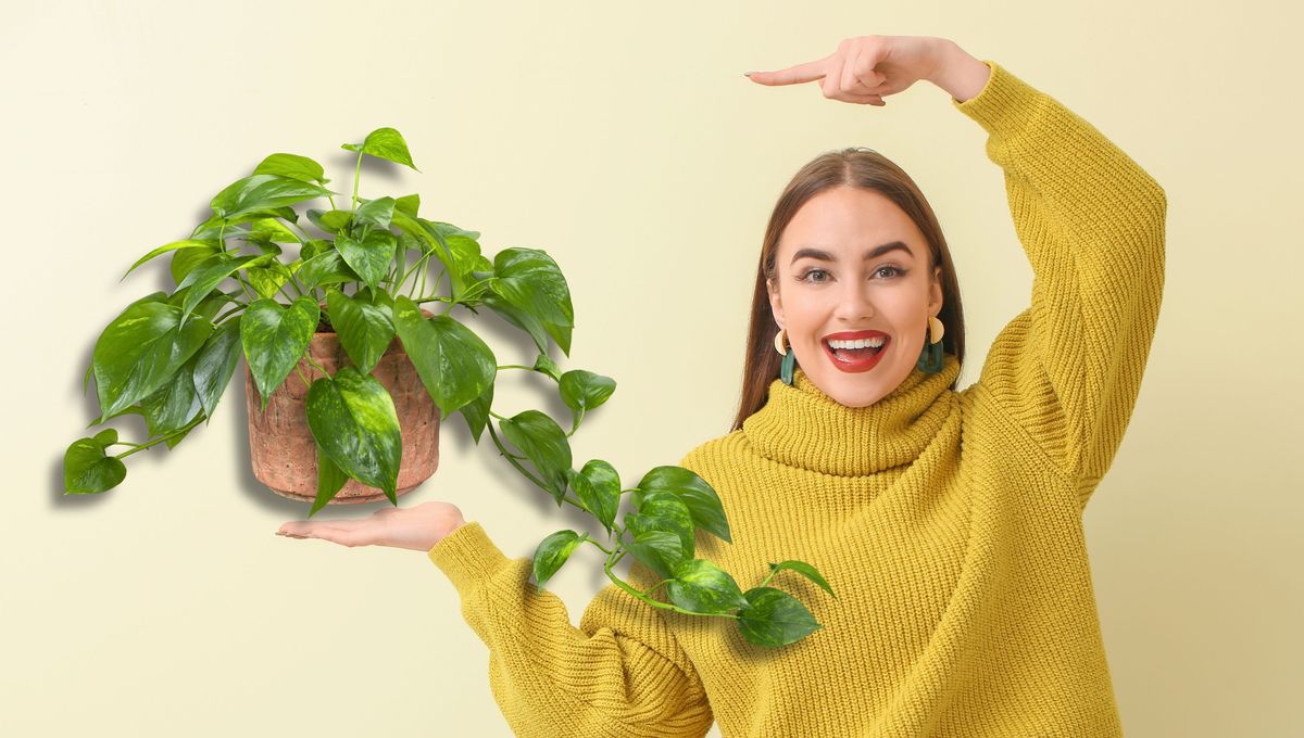 Ingredientes para mantener el potus sano y hermoso todo el año