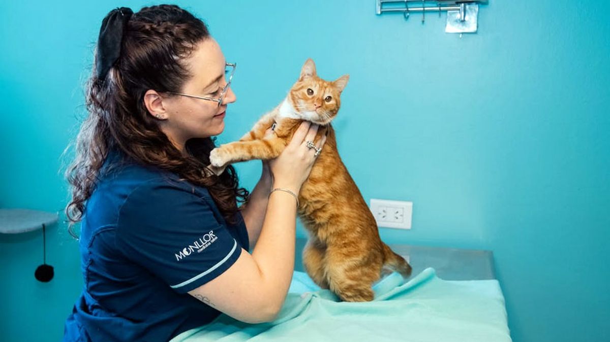 La veterinaria de felinos Sofía Romero con Caramelo. La veterinaria de felinos Sofía Romero con Caramelo.