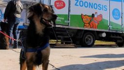 Vacunación: para proteger a personas y animales ante ciertas enfermedades es lo más efectivo