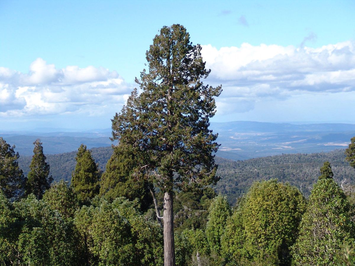 Alerce abuelo, el ejemplar m&aacute;s viejo de Sudam&eacute;rica.
