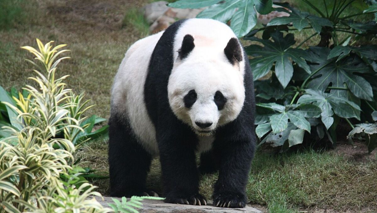  Los pandas son uno de los emblemas más reconocibles de China y una importante fuente de poder blando
