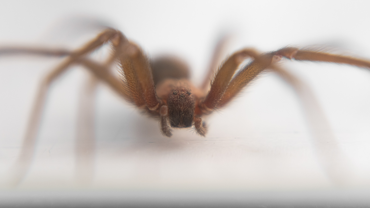 Araña violinista: cómo identificarla y cuál es la planta ideal para ahuyentarla del hogar Araña violinista: cómo identificarla y cuál es la planta ideal para ahuyentarla del hogar