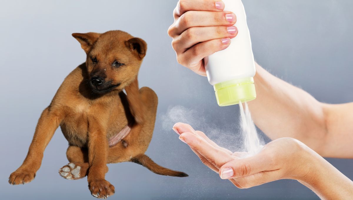 Talco en perros. Talco en perros.