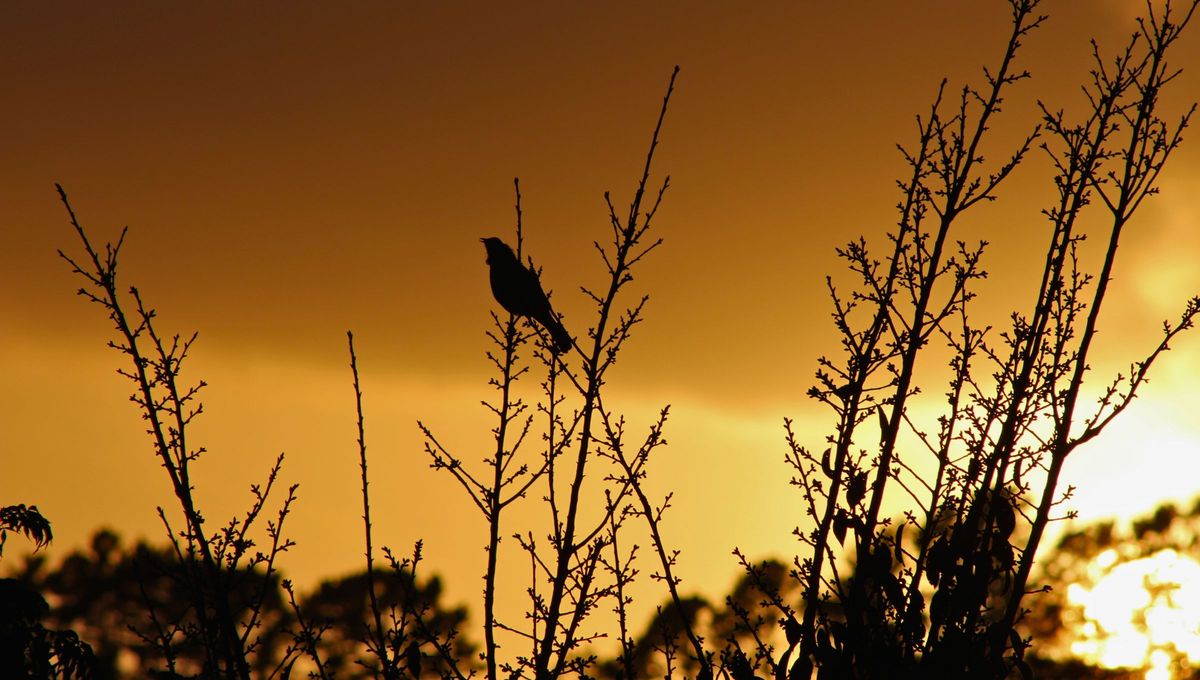 Con la llegada de la primavera, se escucha un canto fresco al amanecer, característico de la estación. Justo antes del amanecer, los pájaros empiezan a cantar sus melodías, creando una alegre sinfonía. Con la llegada de la primavera, se escucha un canto fresco al amanecer, característico de la estación. Justo antes del amanecer, los pájaros empiezan a cantar sus melodías, creando una alegre sinfonía. 