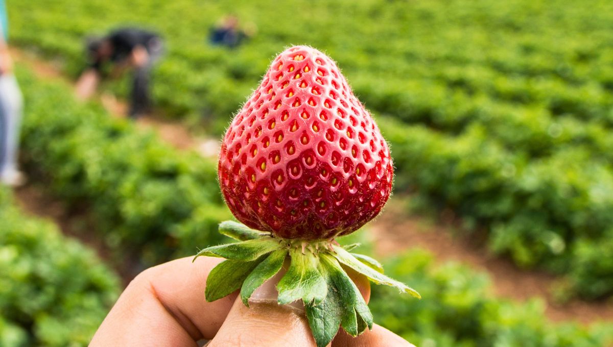 ¿Cuál es el momento perfecto para comprar frutillas? 