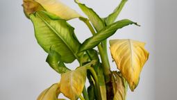Aún estás a tiempo de salvar tus plantas