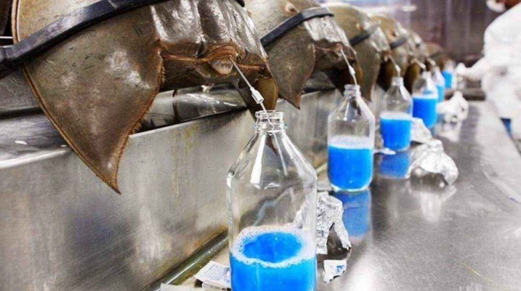 Por qué la sangre azul de unos cangrejos es clave en la lucha contra el covid-19