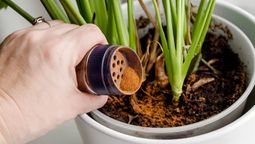 Cómo favorecer el crecimiento de las plantas con un ingrediente