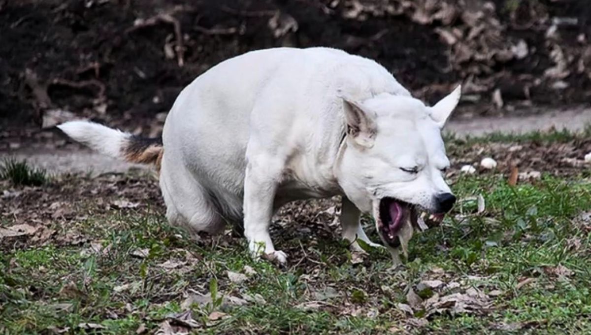 Qué significa que tu perro vomite espuma blanca y cuándo consultar con un veterinario