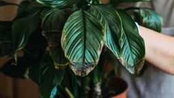 Si tienes esta planta y notas las hojas marchitas, deberías probar estas recomendaciones. Imagen: Pixabay