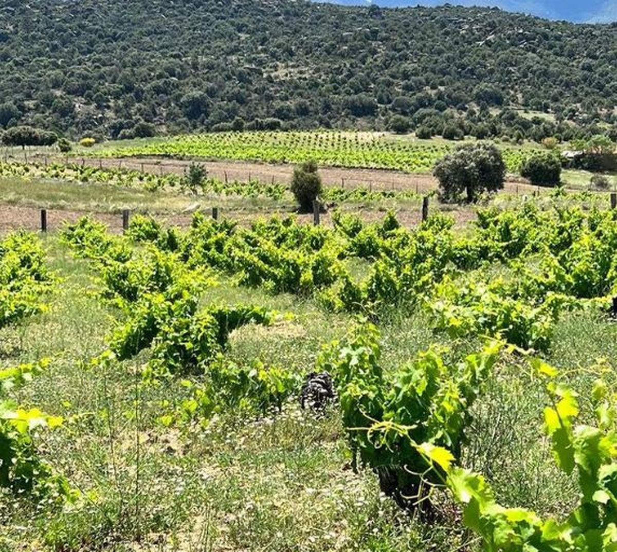 La sierra de Gredos, con suelos arenosos y pedregosos graníticos, es el sitio español de Alejandro Vigil.